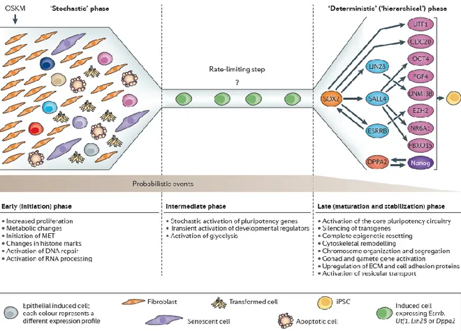 Figure 21 : Le modèle stochastique et les différentes étapes de l’établissement de la pluripotence stable lors de  la reprogrammation cellulaire (Buganim et al., 2013)