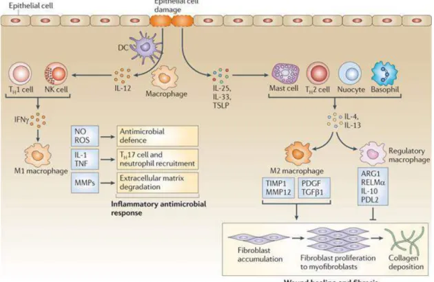 Figure  10 :  La  réponse  inflammatoire  et  la  réparation  tissulaire  des  macrophages  (extrait  de  Murray  and  Wynn, 2011) 
