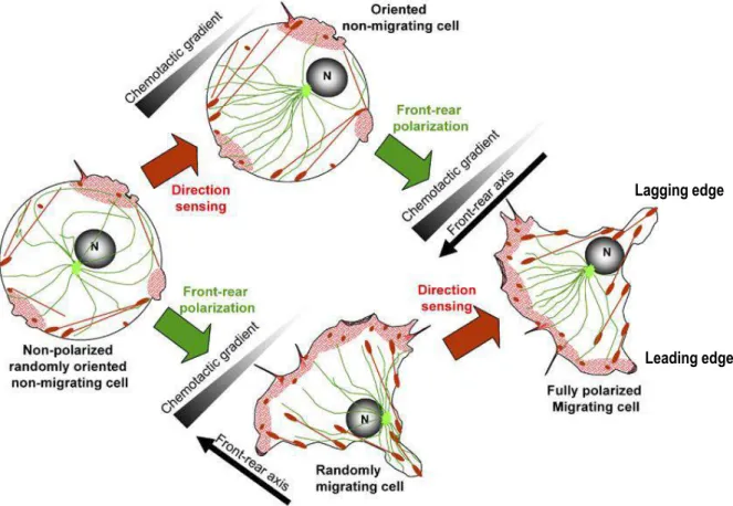 Figure  18 :  La  polarisation  au  cours  de  la  migration  cellulaire  (adapté  de  Etienne-Manneville,  2008)