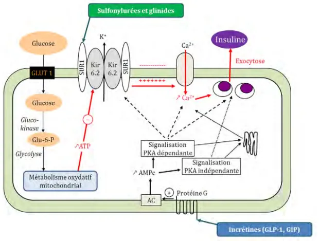 Figure 2. Mécanisme d’action des insulinosécrétagogues  