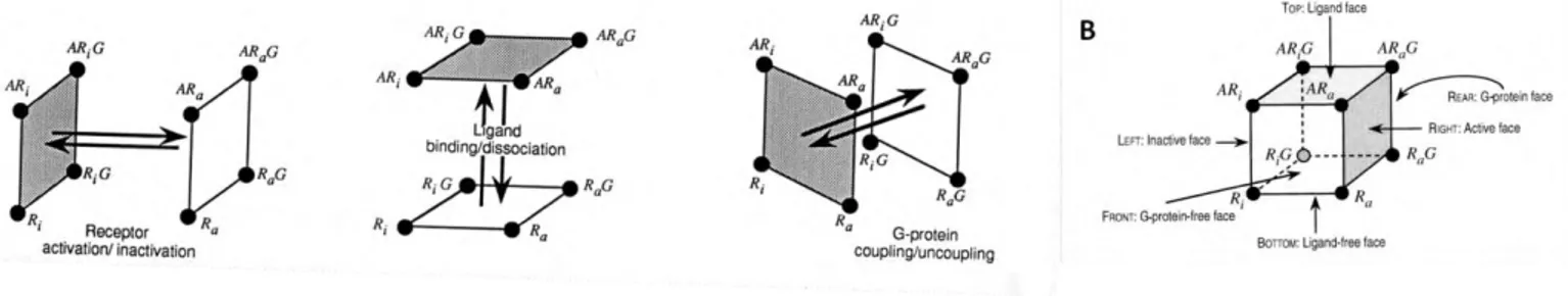 Figure 5: Modèle d'activation cubique d'un RCPG [39].(A) Transformations et interactions possibles dans  ce modèle