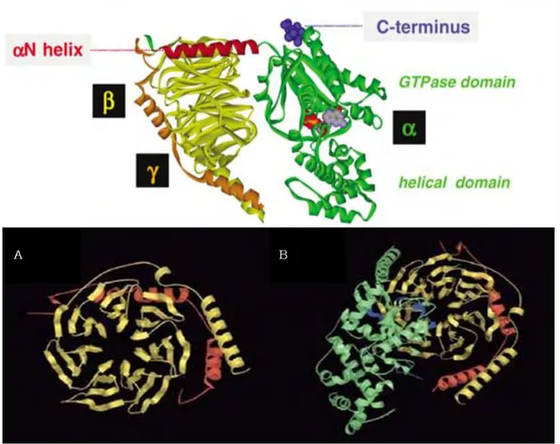 Figure 8: Structure d’une protéine G. Panneau du haut : En rouge, le domaine Nterminal de G   interagit  avec  G   En bleu la région de contact avec le domaine Cterminal du récepteur