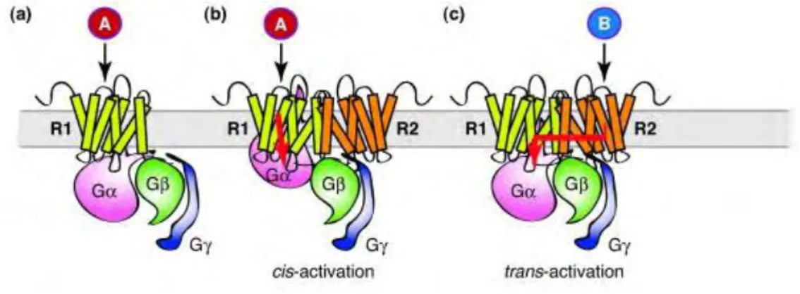 Figure  18:  Asymétrie  des  hétéromères  RCPG  [167].  (a)  Récepteur  couplé  à  une  protéine  G  avec  une  stœchiométrie 1 :1