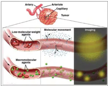 Figure 21. Schematic presents diffusing of A) low molecular weight and B) macromolecular  CAs from tumor vessels into the interstitial space [93] 