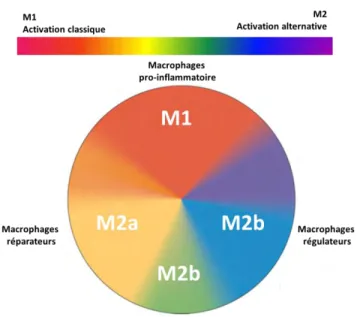 Figure 7. Continuum des formes d’activation des macrophages. Adapté de (Mosser and  Edwards, 2008) 