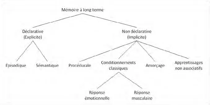 Figure 3 : Taxonomie de la mémoire à long terme, modifié d’après Squire, 2004. 