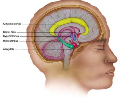 Figure 4 :  Anatomie du système limbique chez l’Homme.  Le système limbique est représenté en  couleurs
