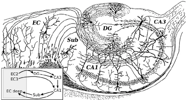 Figure 5 :  Schéma  d’un  hippocampe  de  rongeur.  EC  :  Cortex  entorhinal,  Sub  :  Subiculum,  DG  :  Gyrus denté