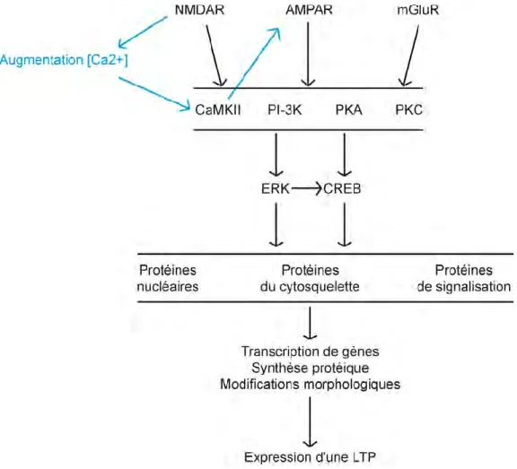 Figure 6 :  Cascades  de  réactions  aboutissant  à  l’expression  d’une  LTP  telle  qu’elle  est  classiquement  décrite  au  niveau  de  la  synapse  des  collatérales  de  Schaffer  sur  les  cellules  pyramidales de CA3