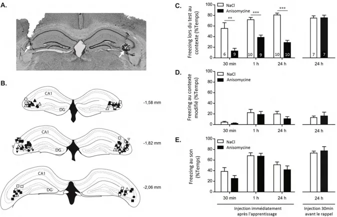 Figure  11 :  Les  injections  d’anisomycine  dans  la  région  CA3  hippocampique  bloquent  la  mémoire  à  long  terme  ainsi  que  la  mémoire  à  court  terme  mais  sans  affecter  le  rappel