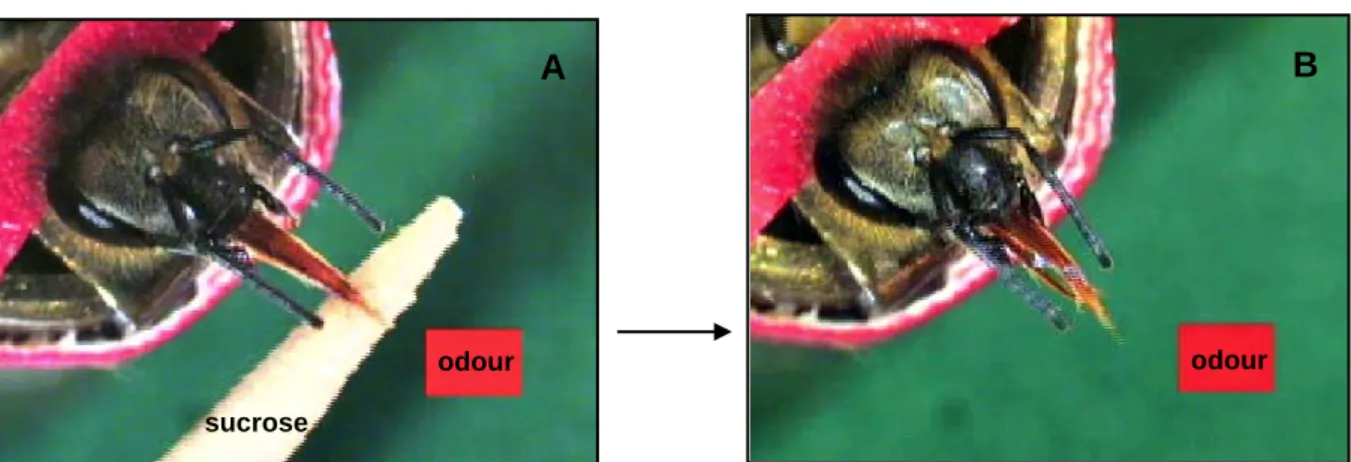 Figure 3:  Appetitive olfactory conditioning of proboscis extension reflex (SER). A) A harnessed bee is 