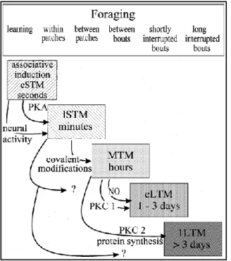Figure  5:  Summary  diagram  of  the  memory 