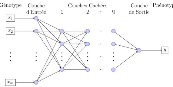 Figure II.3 – Réseau de neurones en structure feedforward à q couches cachées. La couche d’entrée possède m neurones (le nombre de SNPs, dans un contexte  géné-tique)