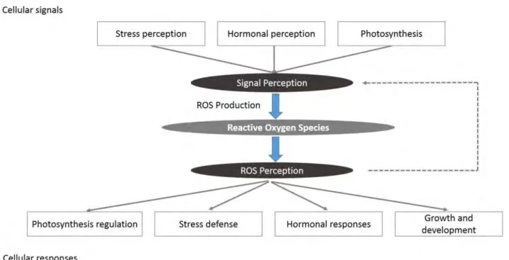 Fig. 1 Modulation of reactive oxygen species (ROS) signalling by the reactive oxygen gene network of  plants