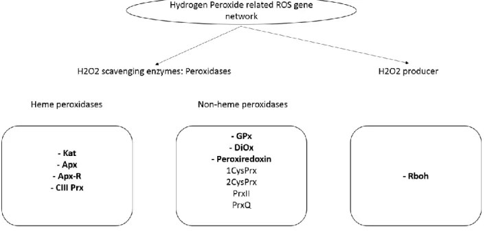 Fig. 4 The hydrogen peroxide related ROS network in plants. 