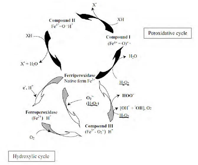 Fig. 5 Class III plant peroxidase cycles (Passardi et al. 2005).  Two cycles were included in CIII peroxidases: 