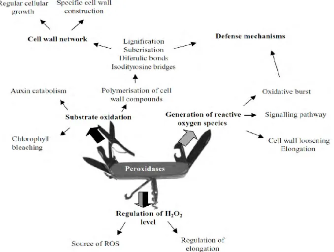 Fig. 6 The putative multiple functions of the class III peroxidases based on their two cycles (Passardi et 