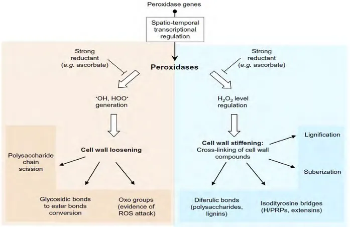Fig. 8 The activities of the cell wall peroxidases (Francoz et al. 2014).  CIII peroxidases involved in the two 