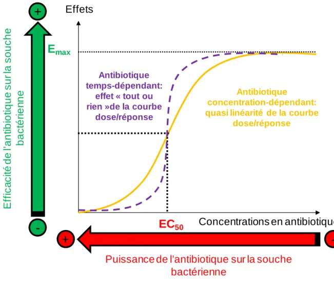 Figure 6 : Effet de l'antibiotique en fonction de sa concentration dans une relation de type  E max 