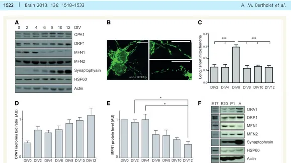 Figure 1 Mitochondrial dynamics during neuronal maturation. (A) Representative immunoblots showing the expression of various proteins