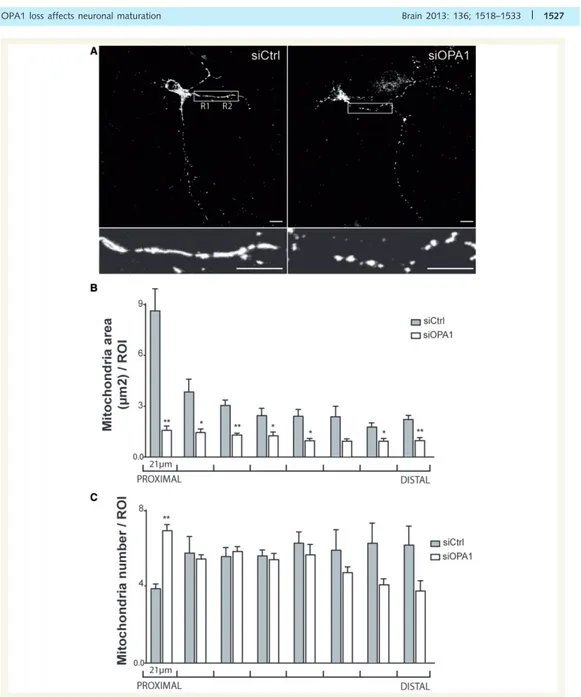 Figure 6 Effect of OPA1 downregulation on mitochondrial distribution in dendrites. (A) Fluorescence micrographs of