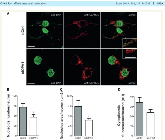 Figure 8 Effect of OPA1 downregulation on mitochondrial DNA. (A) Fluorescence micrographs of neurons transfected by control small