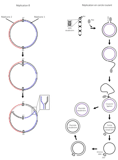 Figure 2 ∫ Les différents modes de réplication des réplicons bactériens circulaires 