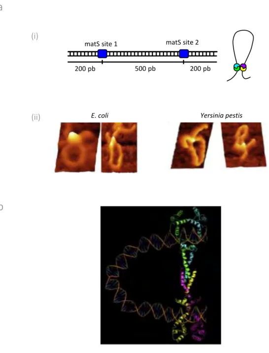 Figure 10 ∫ Visualisation des boucles d’ADN formées par MatP  