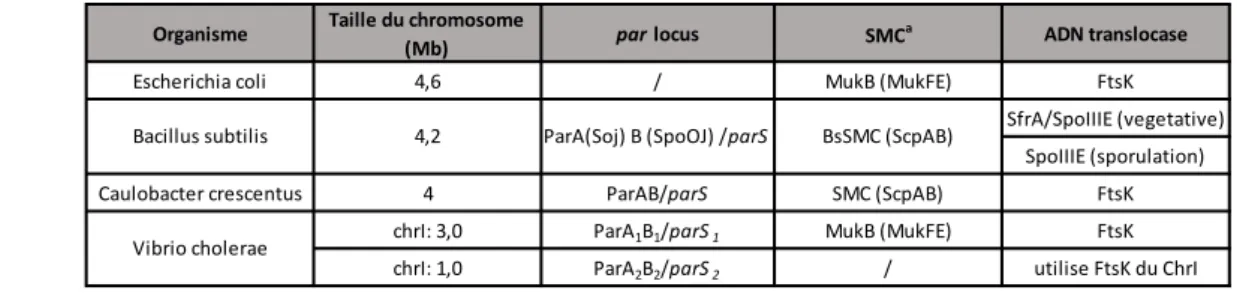 Tableau 1 ∫ Acteurs impliqués dans la ségrégation des chromosomes bactériens 