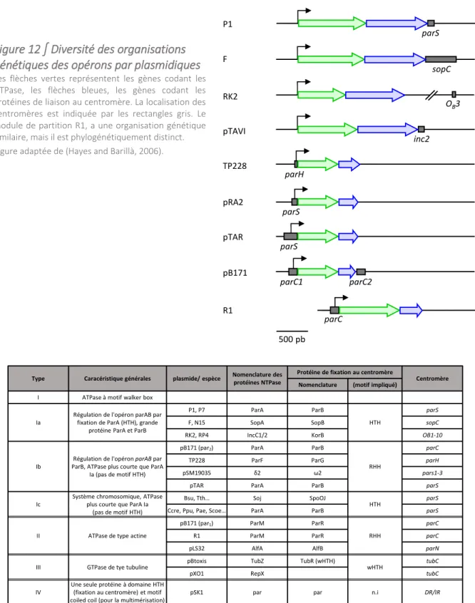 Figure 12 ∫ Diversité des organisations  génétiques des opérons par plasmidiques  