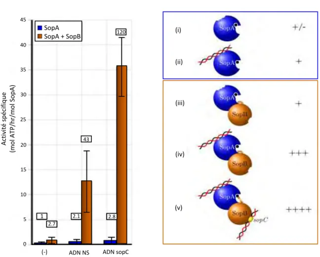 Figure 13 ∫ Stimulation de l’activité ATPase de SopA du plasmide F d’E. coli 