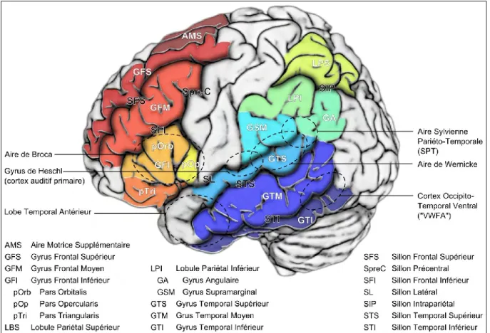 Figure II-1 : Localisation anatomiques des principales régions corticales de l’hémisphère gauche  impliquées dans les fonctions du langage (Planton &amp; Démonet, 2012)