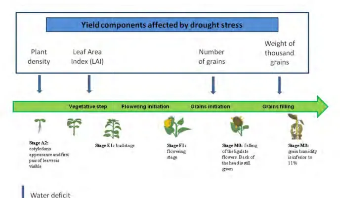 Figure I.3: Whole-plant level traits affected by water deficit and leading to yield losses under water  deficit (adapted from CETIOM)