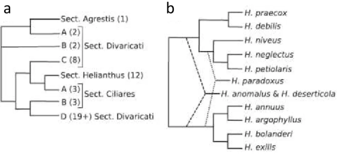 Figure I.11: Phylogenetic trees for Helianthus (Kane et al., 2013). 