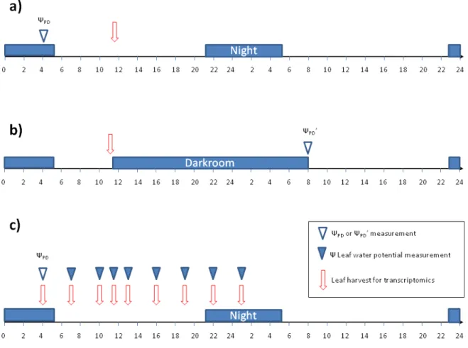 Figure II.2: Sampling and leaf water potential measurements timing.  