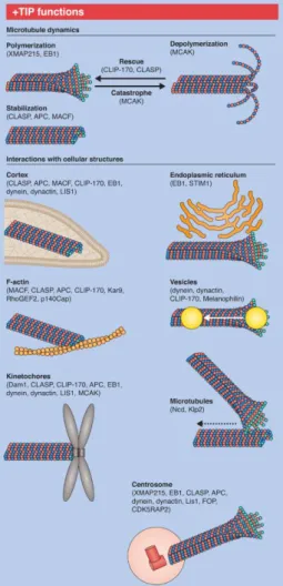 Figure 13: Plus end tracking protein functions. +TIPs control the different aspects of microtubule dynamics and are  involved  in  many  cellular  interactions  such  as  connections  between  microtubules  and  the  cell  cortex,  actin  filaments,  endop