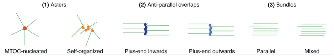 Figure 14: Microtubule patterns observed in vivo. Tree classes of simple  microtubule patterns: asters, anti-parallel  overlaps, and bundles