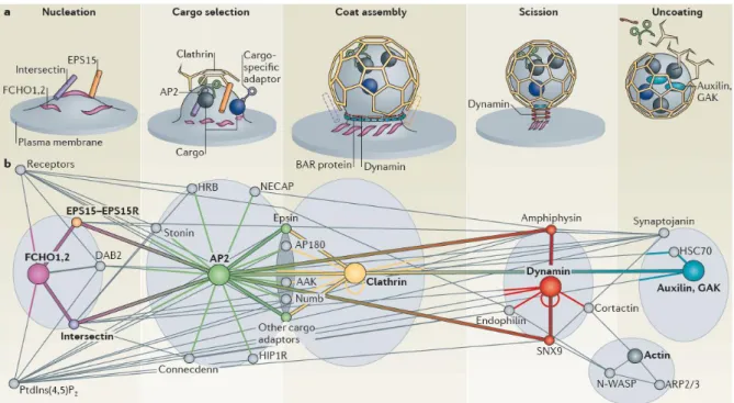 Figure 27: The clathrin-coated vesicle cycle. (a) Clathrin-coated vesicle formation is divided in five steps: nucleation,  cargo  selection,  coat  assembly,  vesicle  scission  and  uncoating