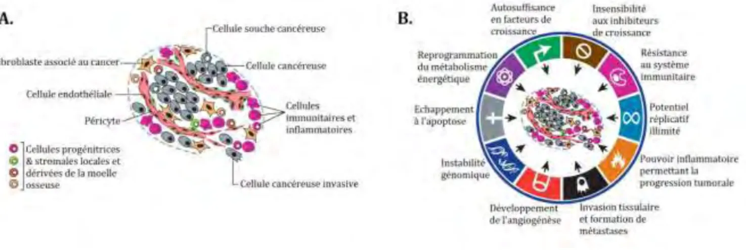 Figure I-1. Complexité d’une tumeur et caractéristiques des cellules cancéreuses. 