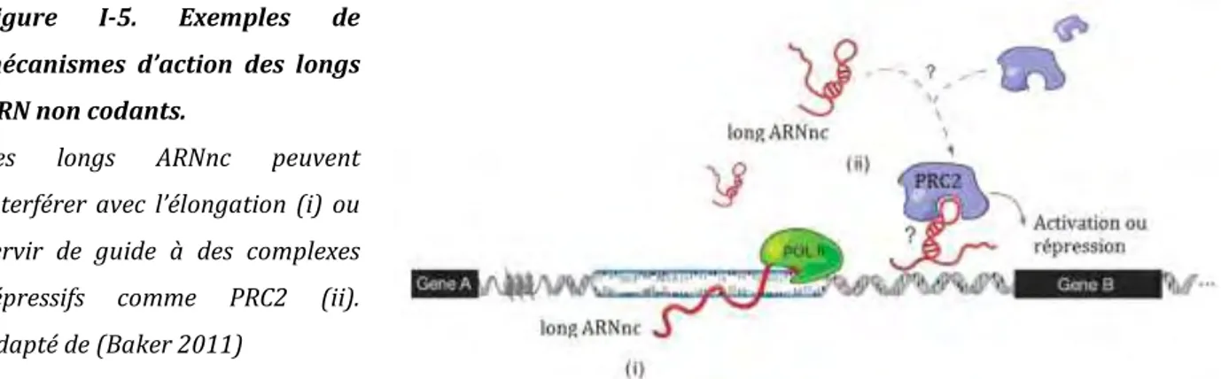 Figure  I-5.  Exemples  de  mécanismes  d’action  des  longs  ARN non codants. 