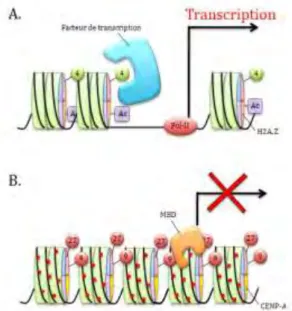 Figure I-6. Régulation de l’expression des gènes  par les marques d’histones et la méthylation de  l’ADN