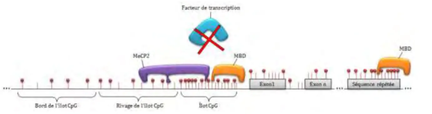 Figure I-7. Lieux de la méthylation.   