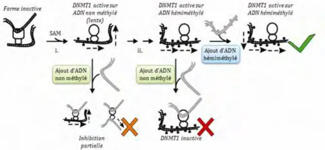 Figure I-10. Influence de l’état de méthylation de l’ADN sur l’activité de la DNMT1. 