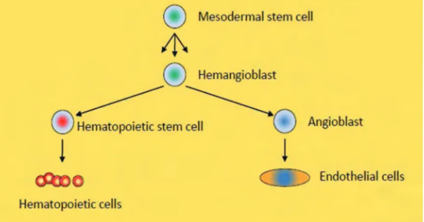 Fig 2.  Origine  des  cellules  endothéliales  et  hématopoïétiques.  Chez  l’embryon,  les  hémangioblastes  issus  des  cellules  souches  mésodermiques,  sont  à  l’origine  des  cellules  souches  hématopoïétiques  et  des  angioblastes