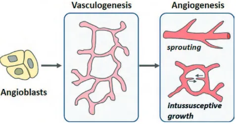 Fig 3.  Représentation schématique de la vasculogenèse et de l’angiogenèse chez l’embryon