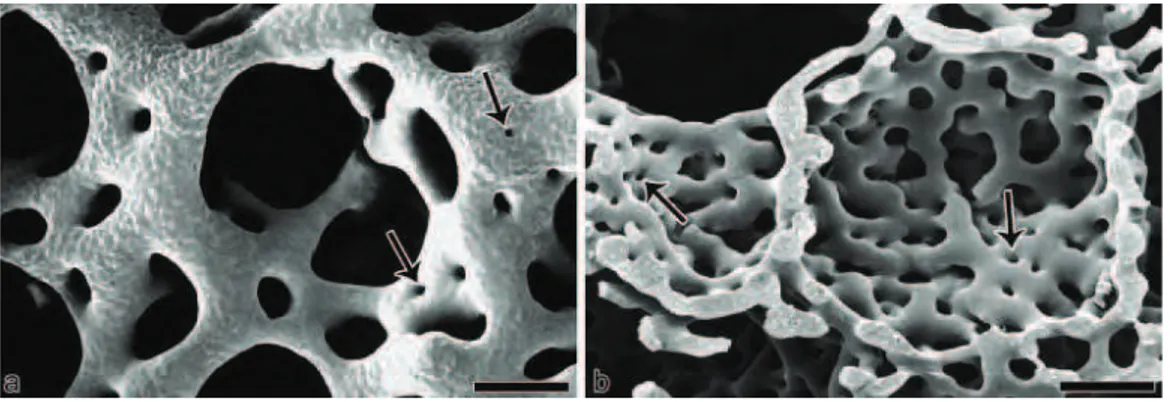 Fig 8.  Microscopie électronique de la microvascularisation de poumons d’embryons de poulet (a) et de  poumons de rats de 44 jours de vie (b)