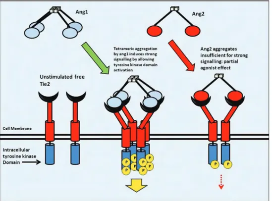 Fig 16. Interaction entre Ang-1/Ang-2 et Tie2. L’activité tyrosine kinase de Tie2 nécessite le rapprochement  des  récepteurs  (dimérisation  et  tétramérisation)  pour  amplifier  l’autophosphorylation  et  le  signal  intracellulaire