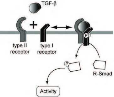 Fig  18.  Formation  de  l’hétérotétramère  de  récepteurs  au  TGF-ȕ.  La  forme  active  des TGF- ȕ est un dimère de deux molécules  liées entre elles par liaisons  hydrophobes et  des  ponts  disulfures