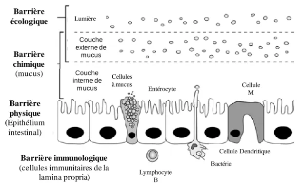 Figure 2 Composition de la barrière intestinale. 