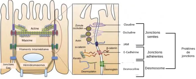 Figure 6 Structure et composition des jonctions cellulaires dans l’épithélium intestinal